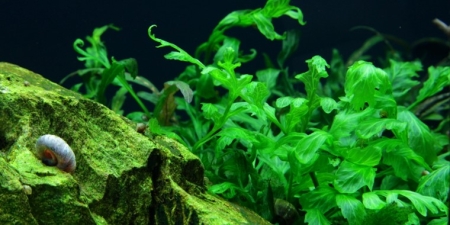 Preview: Bolbitis heudelotii im Topf Preview: Bolbitis heudelotii im Topf